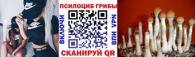 Галлюциногенные грибы Psilocybine cubensis Нижнеудинск
